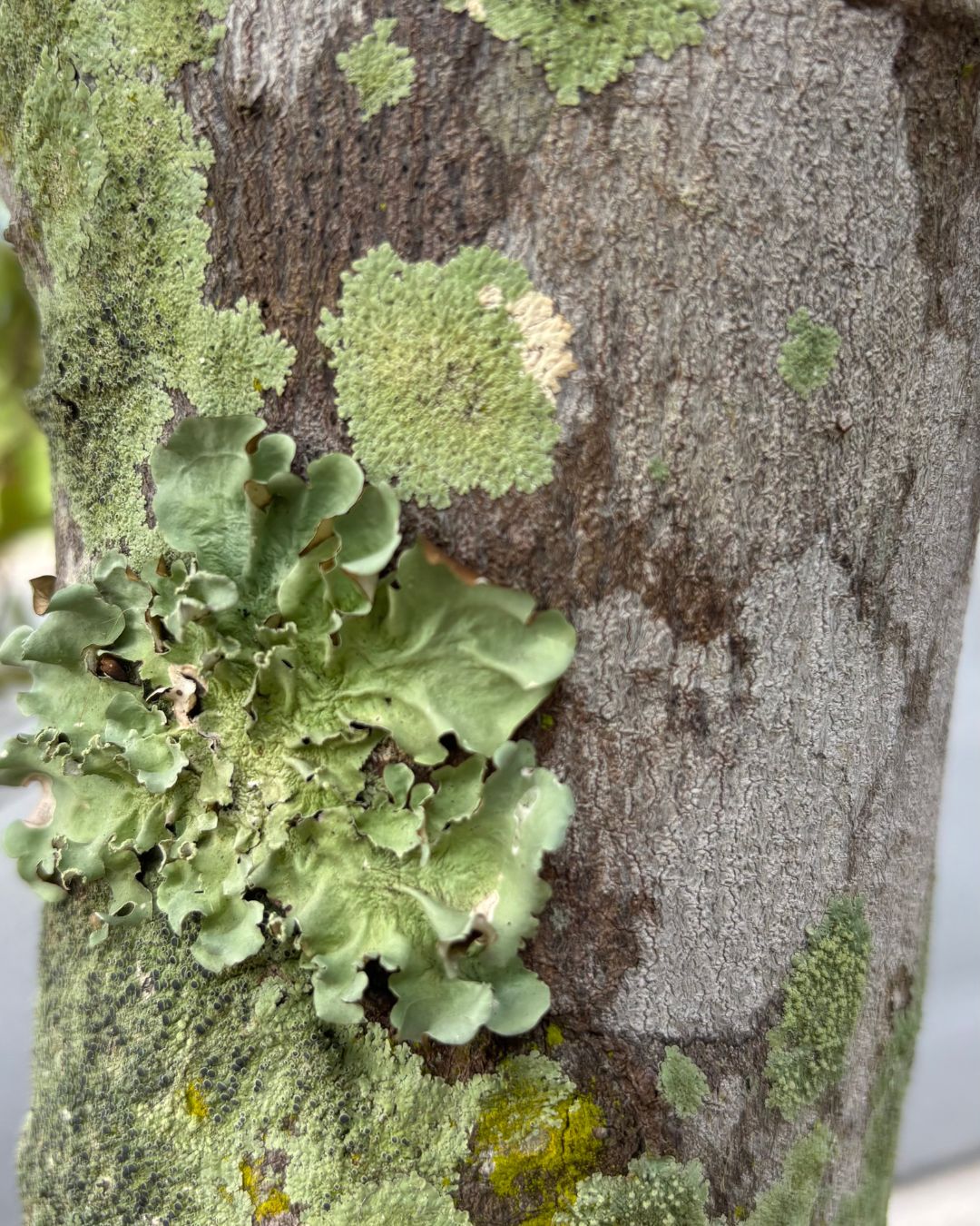From Nature's Detail ~ Abstract Embroidery Part 1: Sat 26 Sept