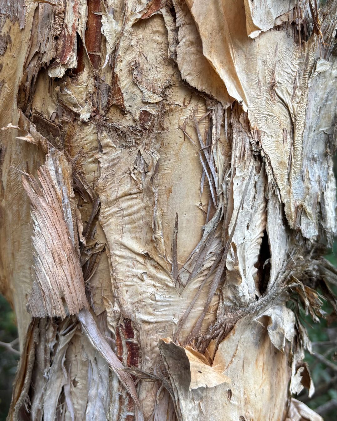 From Nature's Detail ~ Abstract Embroidery Part 1: Sat 26 Sept